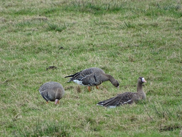 此事件引发 此事件引发